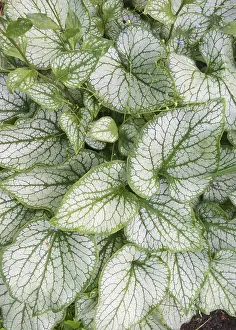 Multicolored Landscape Photo Prints: Brunnera patterned leaves in the garden