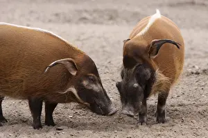 Prints of Brush-eared pigs Suidae Prints: Brush-eared Pigs Print