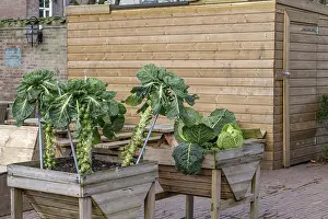 Urban Agriculture Prints: Brussels sprouts