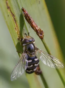Images Dated 8th July 2024: Large-fronted Hoverfly Print