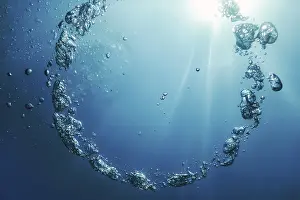No People Underwater Shot Prints: Bubble Ring Underwater ascends towards the Sun