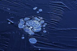 Air Bubble In Ice Prints: Bubbles and structure in ice