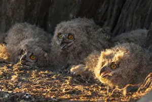 Prints of Bubo bubo, eagle owl, eagle owl, atmosphere, birds, owls, Extremadura, adolescent, owls, Spain, mood, strigiformes, birds Eurasian Eagle Owl Prints: Eagle Owl Bubo bubo Print in Extremadura Spain