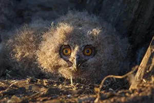 Prints of Bubo bubo, eagle owl, eagle owl, atmosphere, birds, owls, Extremadura, adolescent, owls, Spain, mood, strigiformes, birds Eurasian Eagle Owl Prints: Eagle Owl Bubo bubo Print in Extremadura, Spain