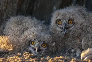 Prints of Bubo bubo, eagle owl, eagle owl, atmosphere, birds, owls, Extremadura, adolescent, owls, Spain, mood, strigiformes, birds Eurasian Eagle Owl Prints: Eagle Owl Bubo bubo Print in Extremadura Spain