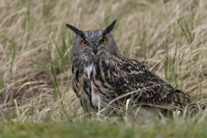 Images Dated 12th March 2024: Eagle Owl Print Bubo Bubo