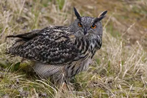 Images Dated 12th March 2024: Eagle Owl Print Bubo Bubo
