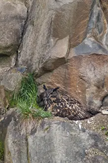 Prints of Bubo Bubo, Eagle Owl, Germany, Greiz, Thuringia, eagle owl, birds, breed, brood, camouflage, owls, high size, portrait format, nest, owls, strigiformes, camouflage, birds Eurasian Eagle Owl Prints: Bubo Bubo Eagle Owl Print Germany Greiz Thuringia