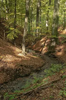 Old Man With Beard In Nature Prints: Buchenberg, Germany, Greiz, Thuringia