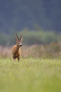 Deserted Forest Glade Prints: Buck deer in a clearing