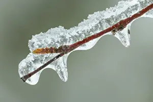 Close Up Winter Scene Prints: Bud enclosed in a layer of ice