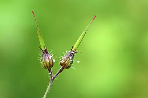 Pelargonium Species Prints: Bud of a Herb Robert, Red Robin