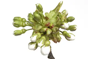 Stone Fruit Nutrition Prints: Budding of the cherry