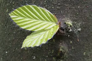 Deciduous Tree Trunk Prints: Budding leaves of the Common beech (Fagus sylvatica) on the tree trunk