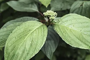 Images Dated 20th June 2024: Hydrangea Buds and Leaves Print after the Rain