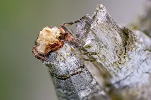 Framed Print : Buff Tip Moth Print