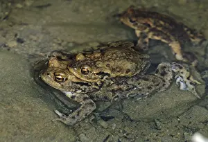 True Toad Behavior Prints: Bufo bufo, common toad, amphibians