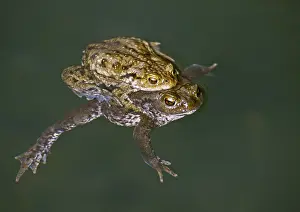 Wildlife Photography Of Toads Prints: Bufo bufo, common toad, amphibians
