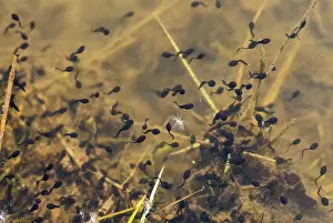 European Toad Habitat Prints: Bufo bufo, common toad, amphibians