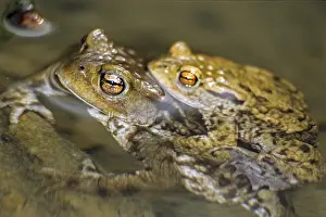 Wild Animal Mating Season Prints: Bufo bufo, common toad, amphibians