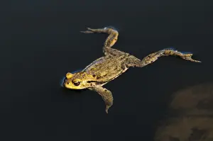 European Amphibians Prints: Bufo bufo, common toad, amphibians
