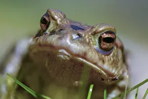 Wild Animal Images Prints: Bufo bufo, common toad, amphibians