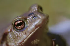 Wild Animal Images Prints: Bufo bufo, common toad, amphibians