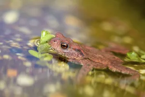 Framed Print : Bufo bufo Print, a photograph of the common toad Framed Print : Bufo bufo Print, a photograph of the common toad