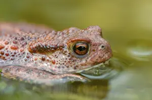 Wild Animal Images Prints: Bufo bufo, common toad, amphibians