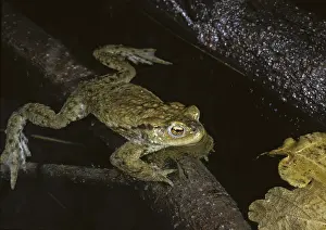 True Toads Habitat Prints: Bufo bufo, common toad, toad, amphibians