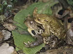 Amphibians Mating Prints: Bufo bufo, common toad, toad, amphibians