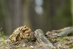 European Toad Prints: Bufo bufo, common toad, toad, amphibians