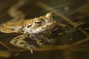 European Toad Habitat Prints: Bufo bufo, common toad, toad, amphibians