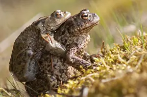European Toad Habitat Prints: Bufo bufo, common toad, toad, amphibians