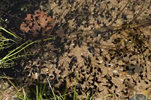 European Toad Prints: Bufo bufo, common toad, toad, amphibians