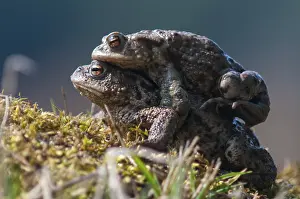 Batrachian Mating Season Prints: Bufo bufo, common toad, toad, amphibians