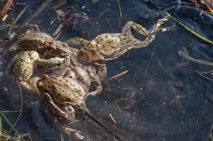 Common Toad Mating Prints: Bufo bufo, common toad, toad, amphibians