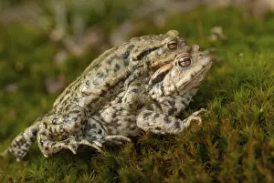 True Toads Habitat Prints: Bufo bufo, common toad, toad, amphibians