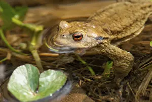 Common Toad Habitat Prints: Bufo bufo, common toad, toad, amphibians