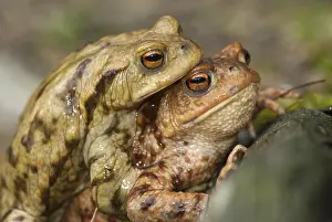 European Toad Prints: Bufo bufo, common toad, toad, amphibians