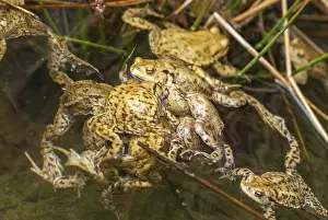 True Toads Habitat Prints: Bufo bufo, common toad, toad, amphibians