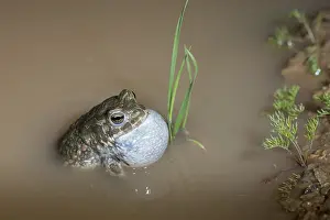 Nearctic Toad Prints: Green Toad Courtship Print