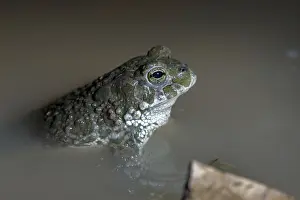 Nearctic Toad Prints: Green Toad Print - Bufotes viridis