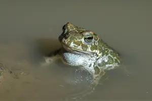 Nearctic Toad Prints: Green Toad Print, Amphibian Species Bufo viridis