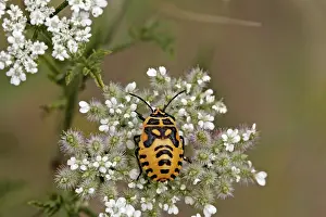 Flower Visiting Insects Prints: Bug larvae
