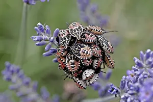 Flower Visiting Insects Prints: Bug larvae
