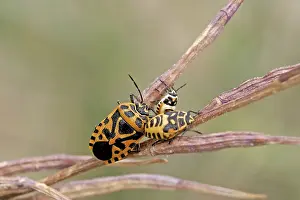 Wildlife Photography Fauna Prints: Bug larvae