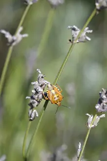 German Bug Depiction Prints: Bug, Summer, Germany