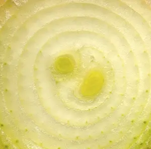 Common Onion Pictures Prints: Bulb, onion