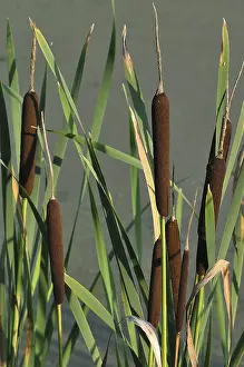 Poales Family Prints: Bulrush or Cattail (Typha)